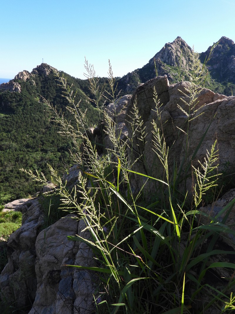 Arundinella hirta photo 4