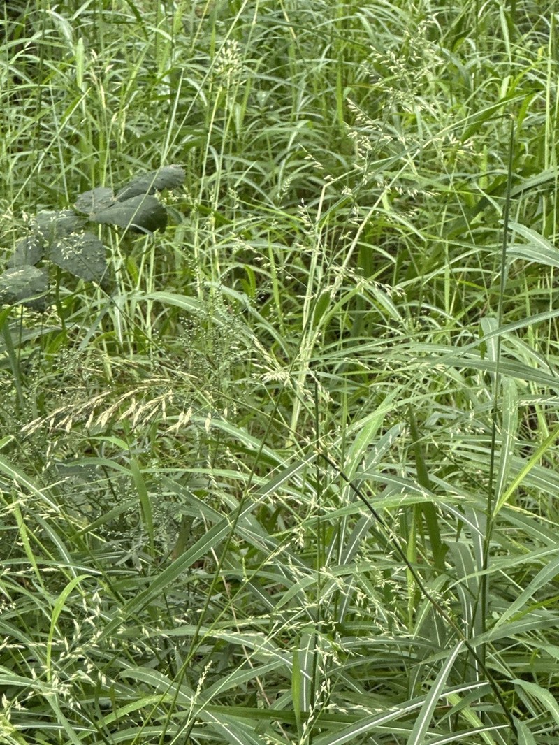 Arundinella hirta photo 6