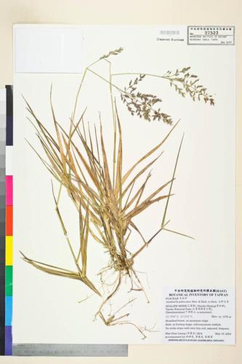 Arundinella holcoides