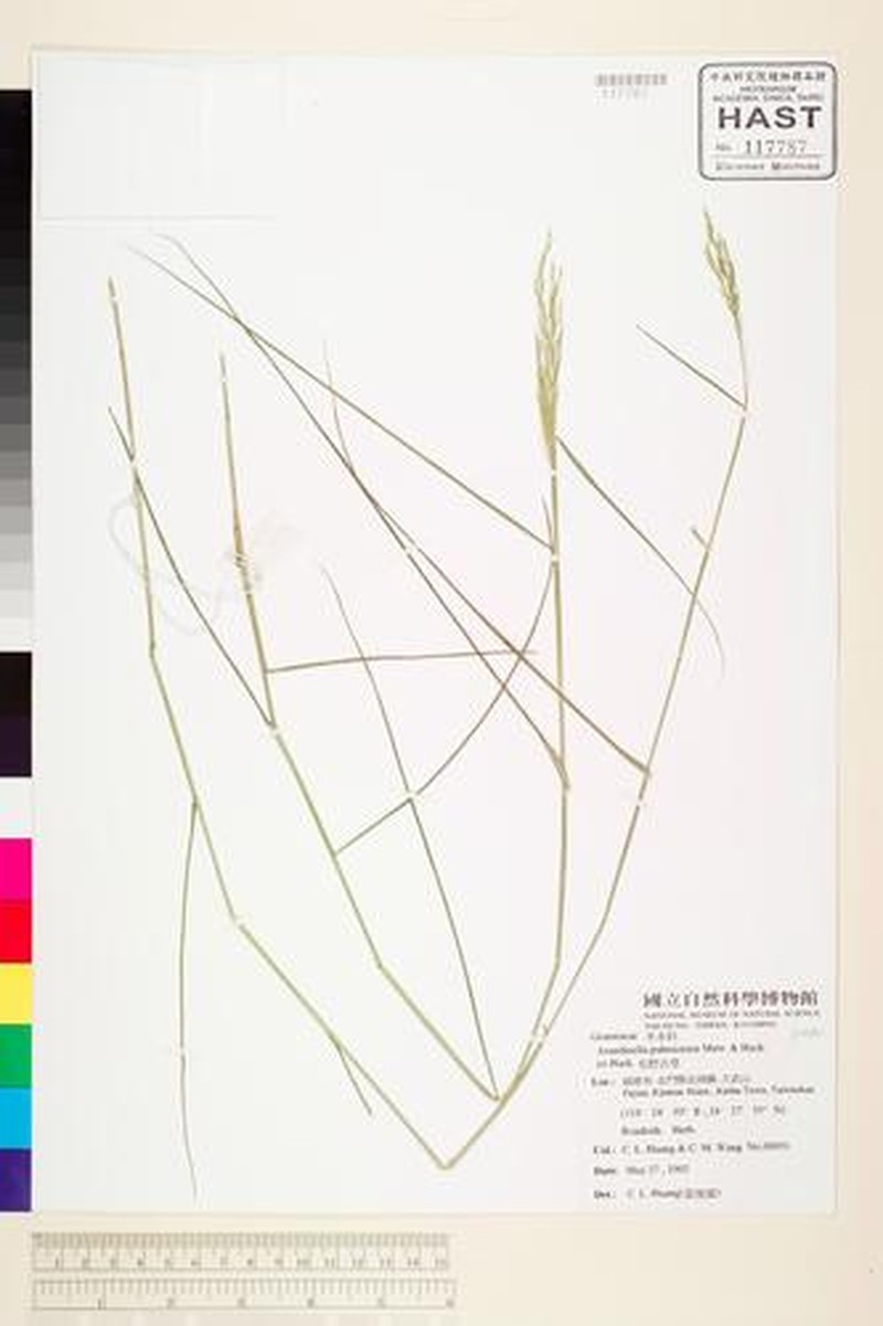 Arundinella holcoides photo 2