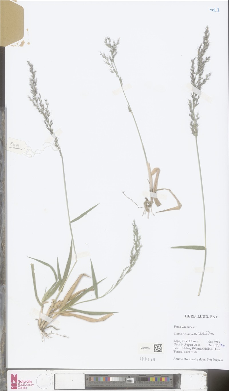 Arundinella holcoides photo 3