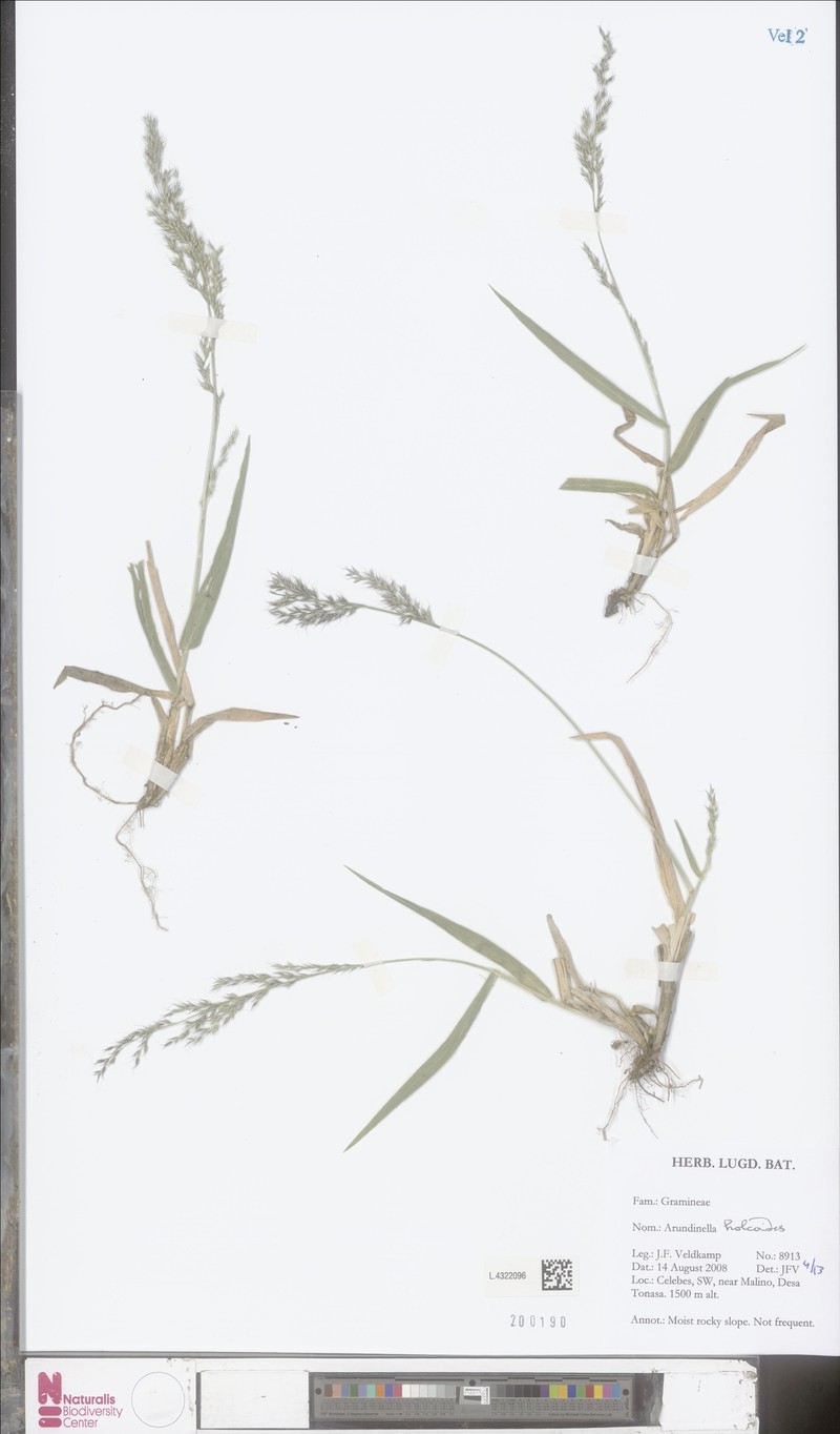 Arundinella holcoides photo 4