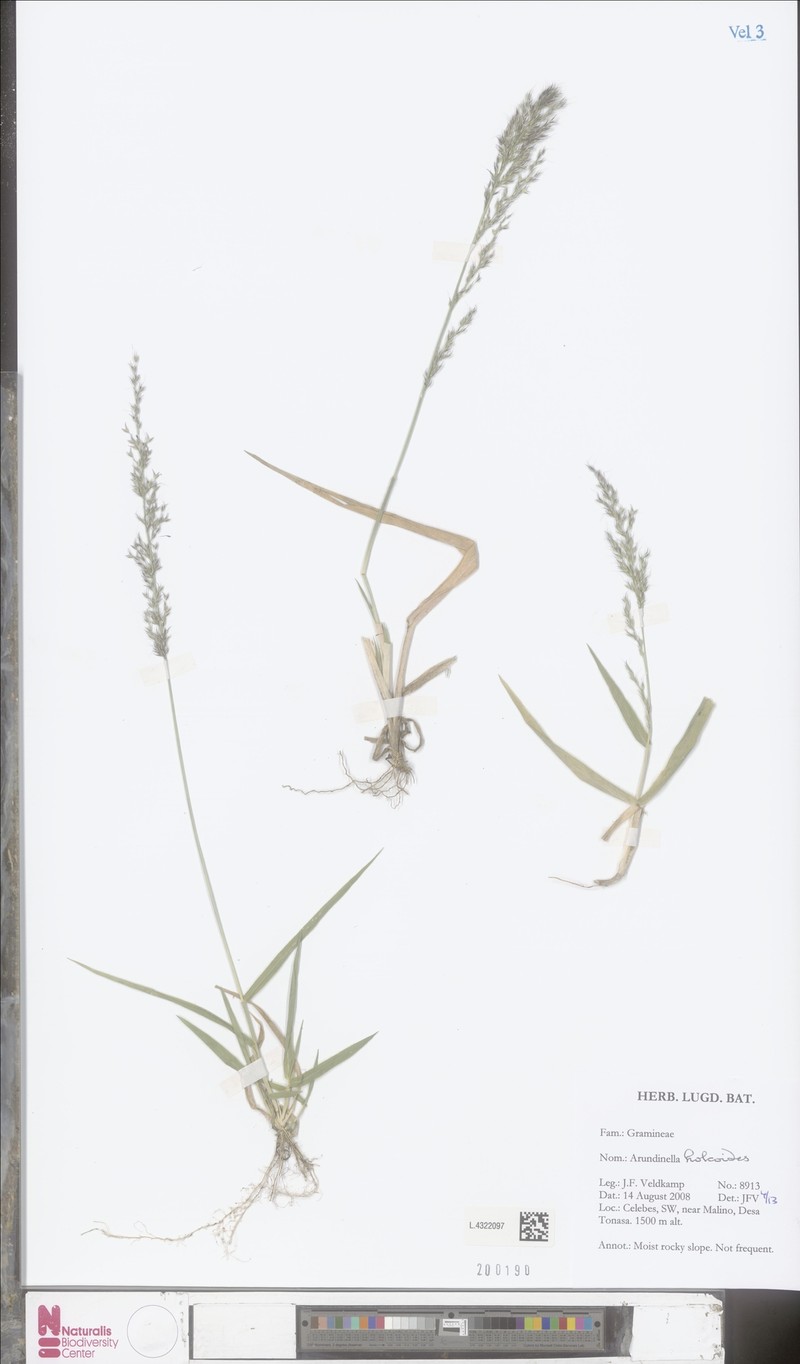 Arundinella holcoides photo 5