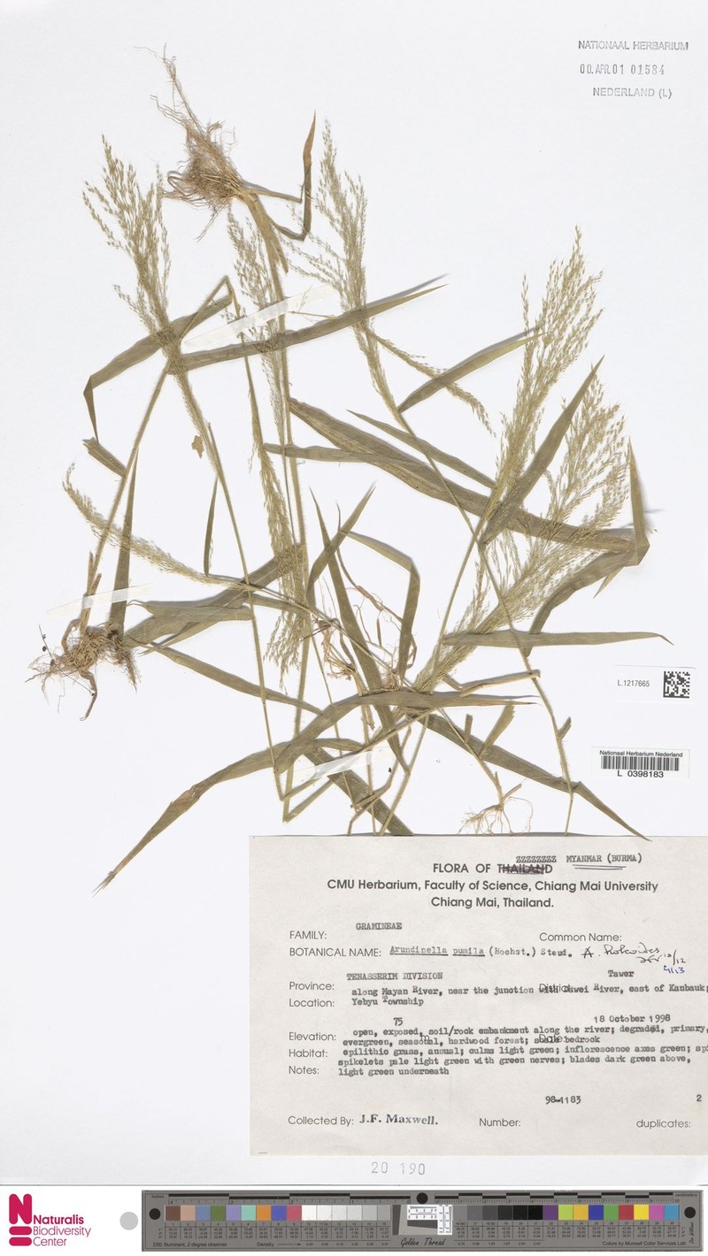 Arundinella holcoides photo 6