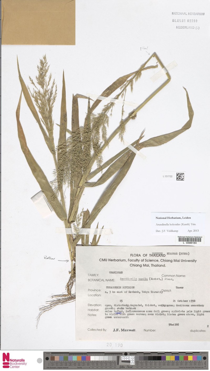 Arundinella holcoides photo 7