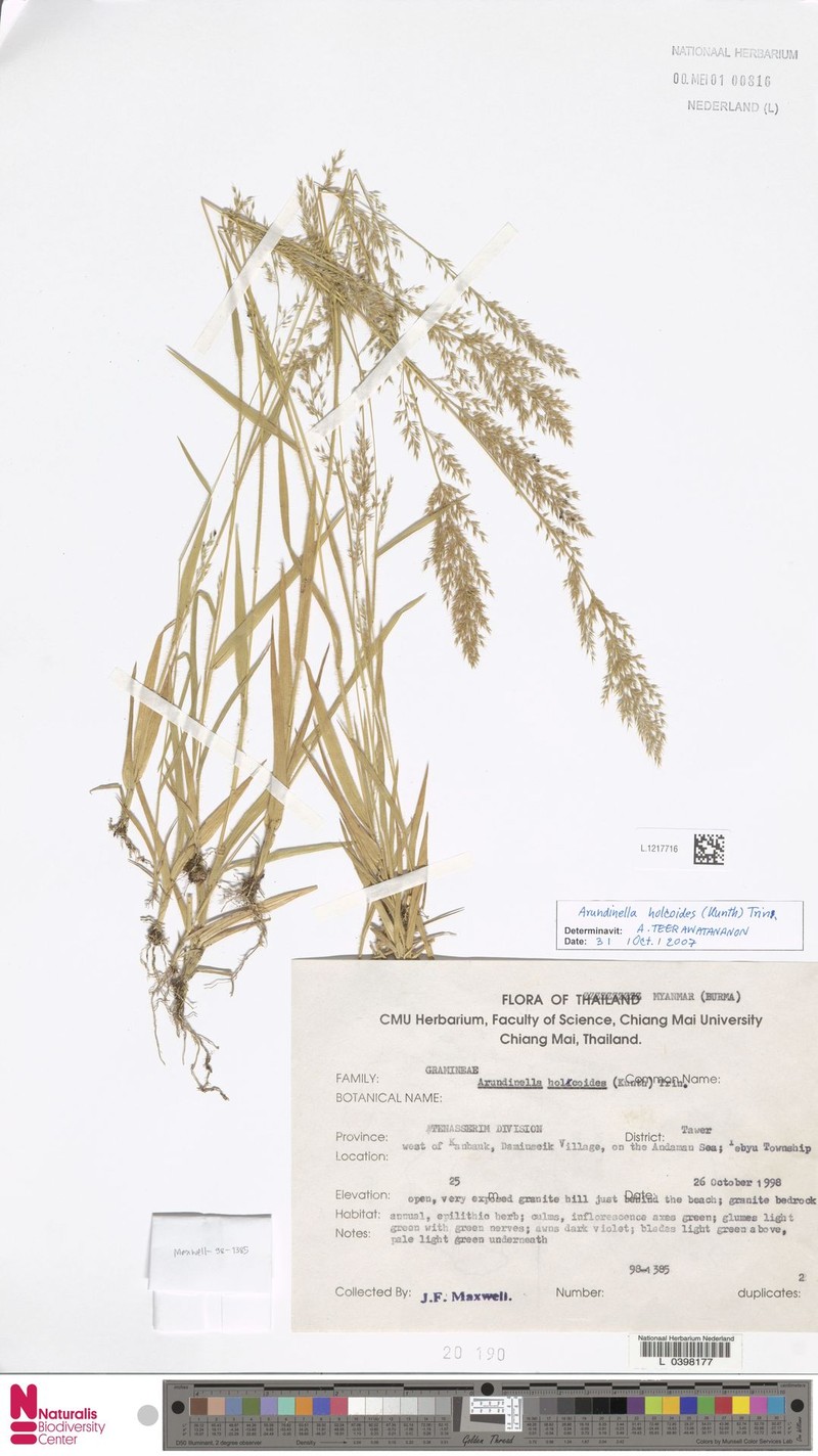 Arundinella holcoides photo 8