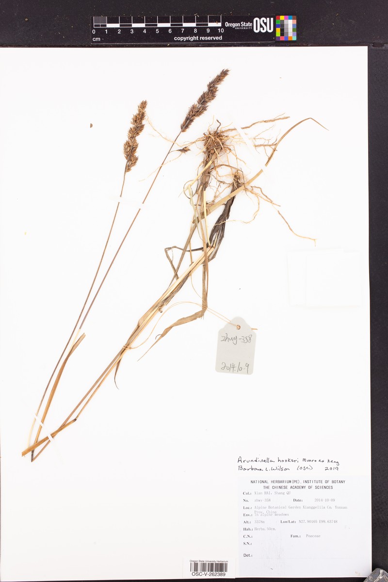 Arundinella hookeri