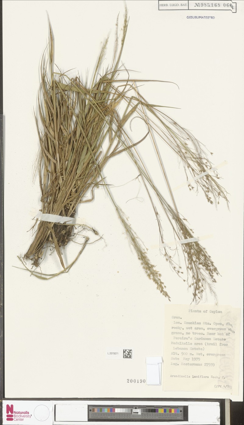 Arundinella laxiflora