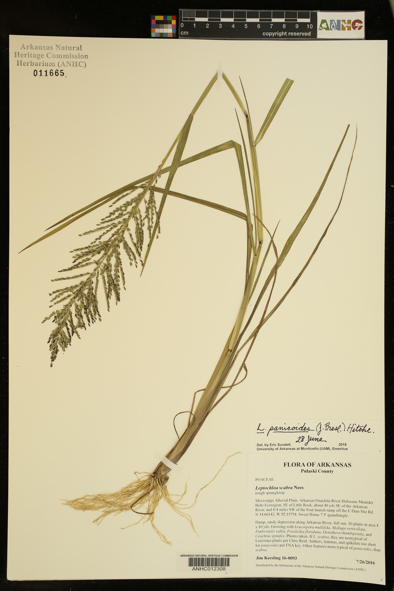 Arundinella leptochloa photo 2