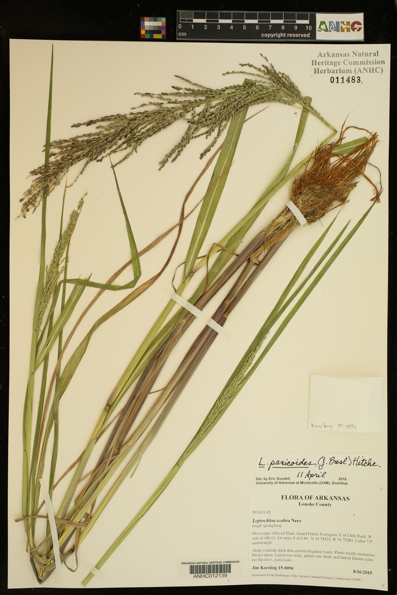 Arundinella leptochloa photo 3