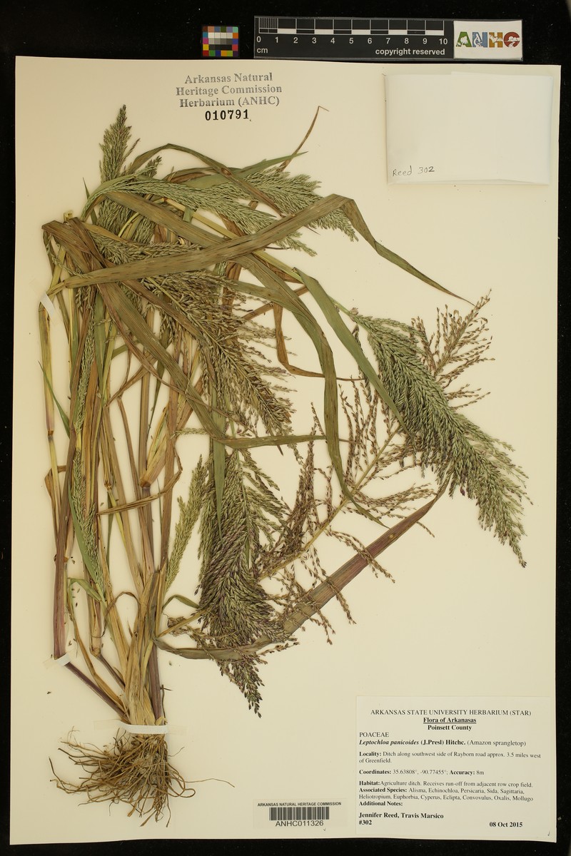 Arundinella leptochloa photo 4