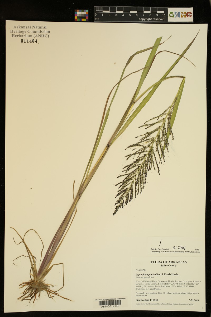 Arundinella leptochloa photo 5