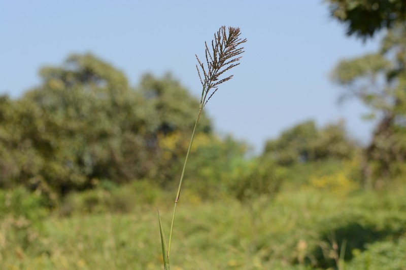 Arundinella leptochloa