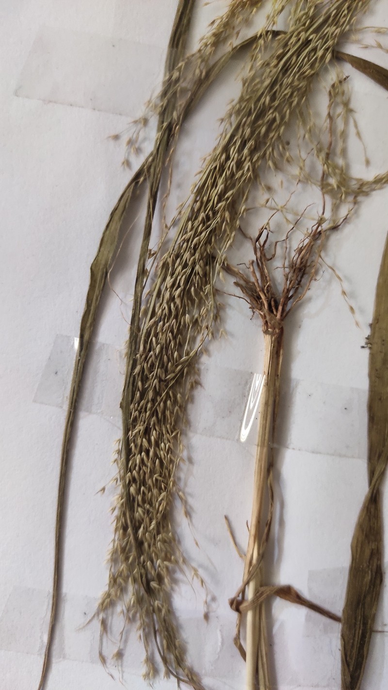 Arundinella metzii photo 2