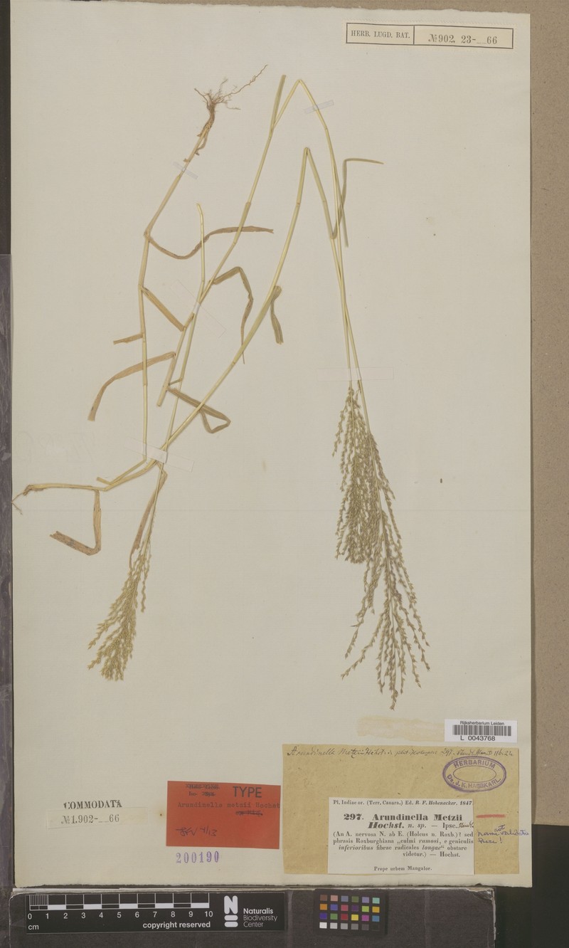 Arundinella metzii photo 3