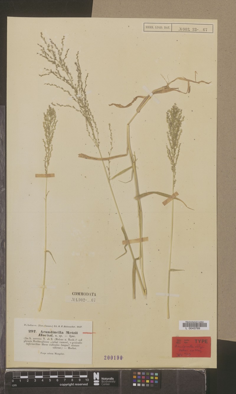 Arundinella metzii photo 4