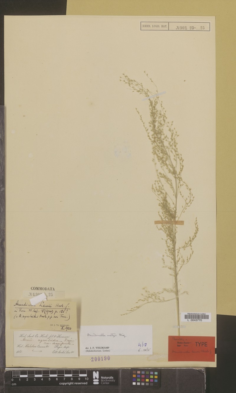 Arundinella metzii photo 5