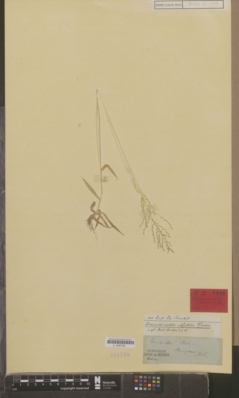 Arundinella metzii photo 6