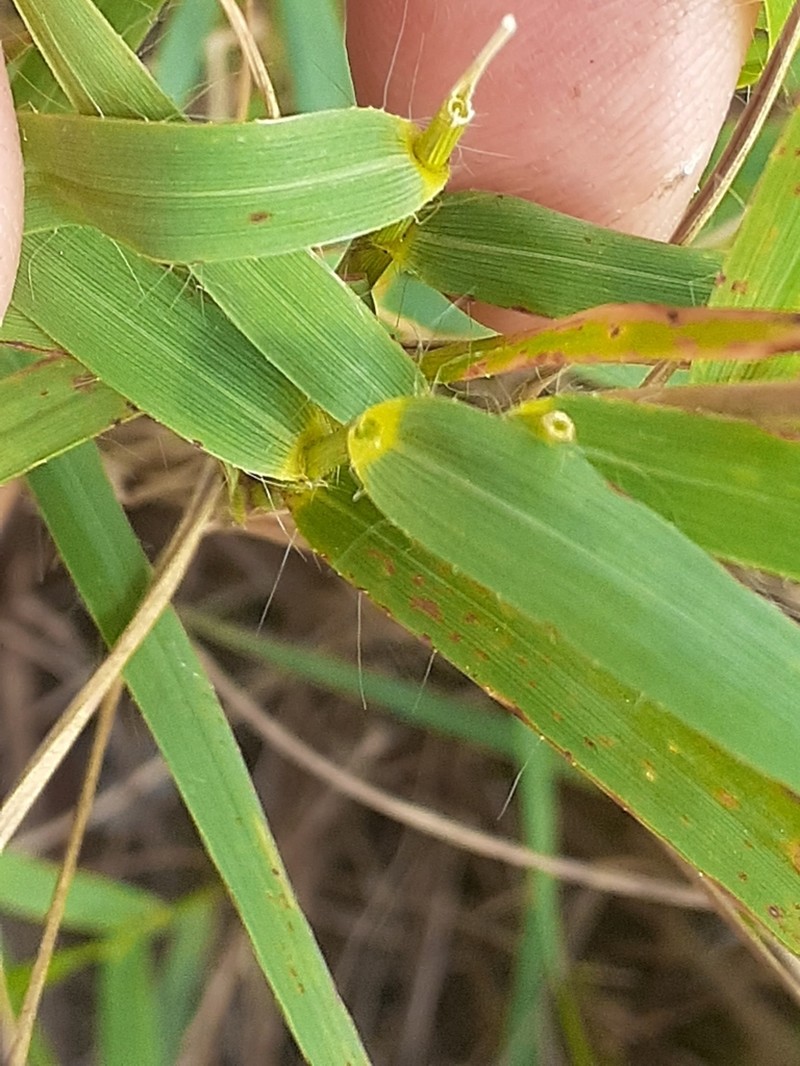 Arundinella montana photo 2