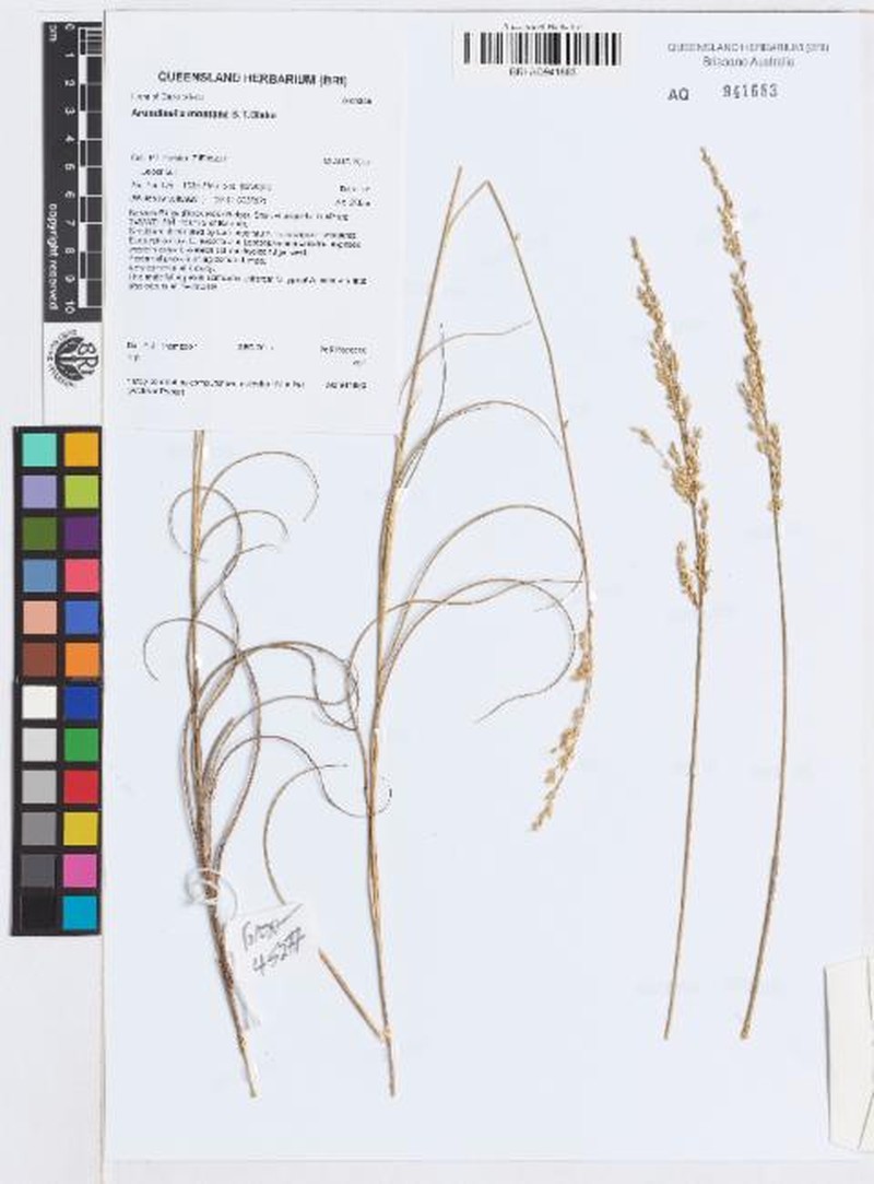Arundinella montana photo 3