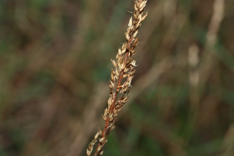 Arundinella montana photo 4