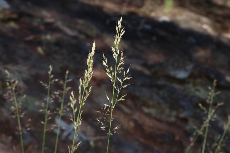 Arundinella montana photo 5
