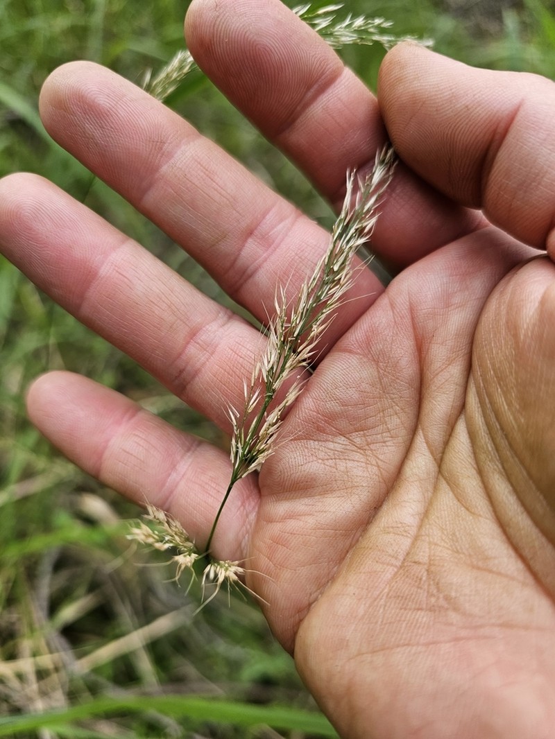 Arundinella nepalensis