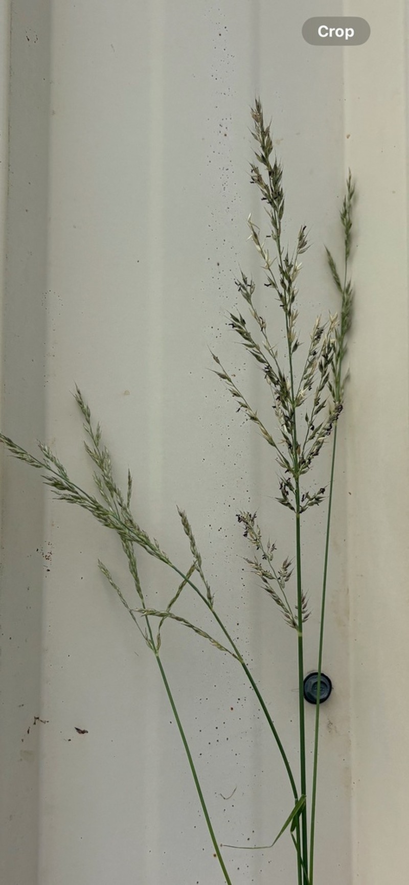 Arundinella nepalensis photo 3