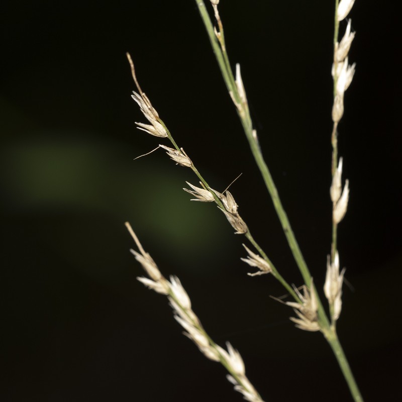 Arundinella nepalensis photo 6