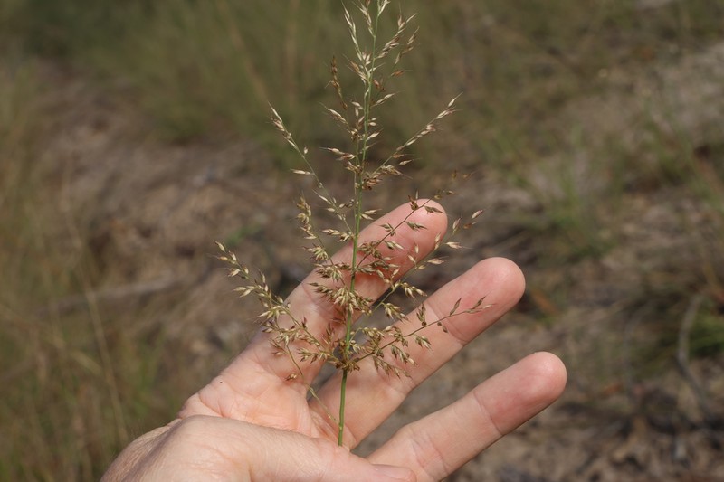 Arundinella nepalensis photo 8