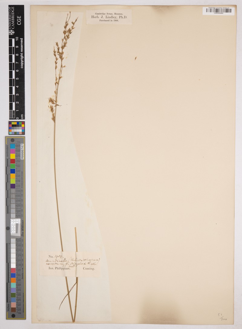 Arundinella nervosa photo 2