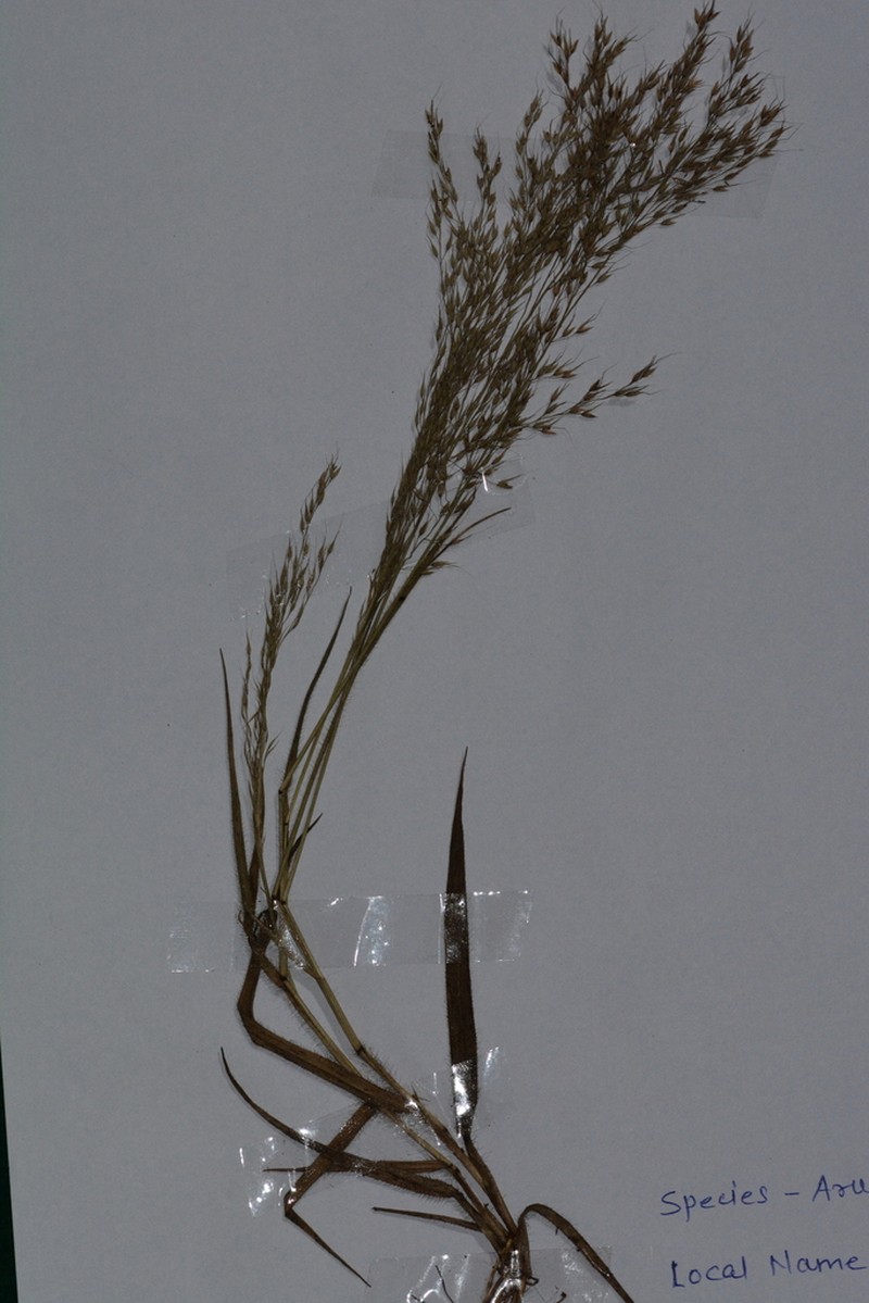 Arundinella nervosa