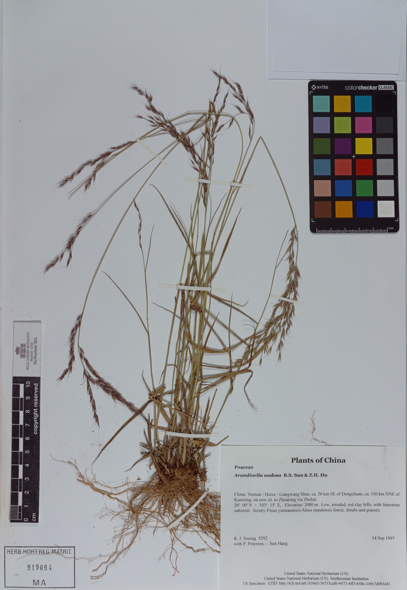 Arundinella nodosa