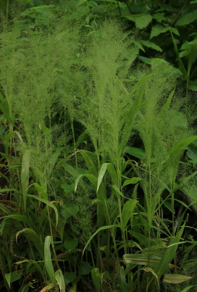 Arundinella pumila