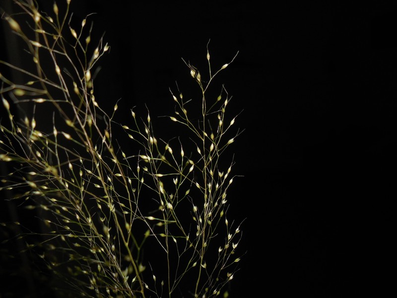 Arundinella pumila photo 5