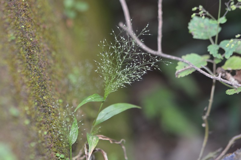 Arundinella pumila photo 6
