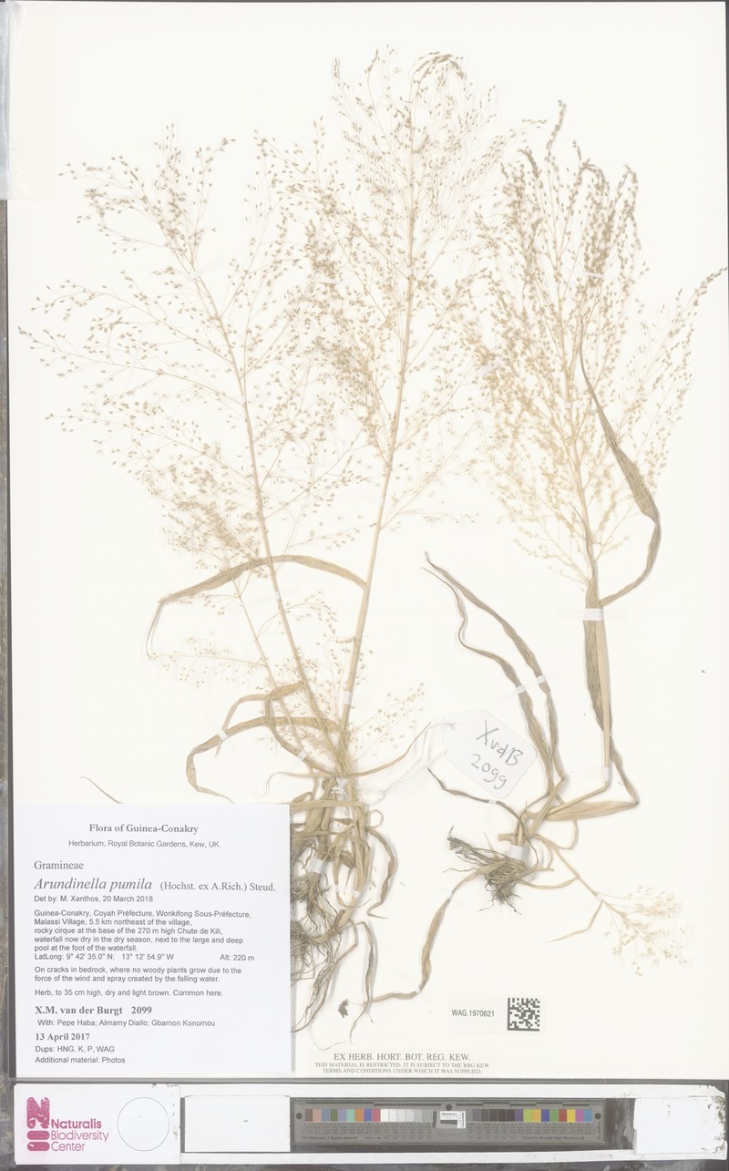Arundinella pumila photo 8