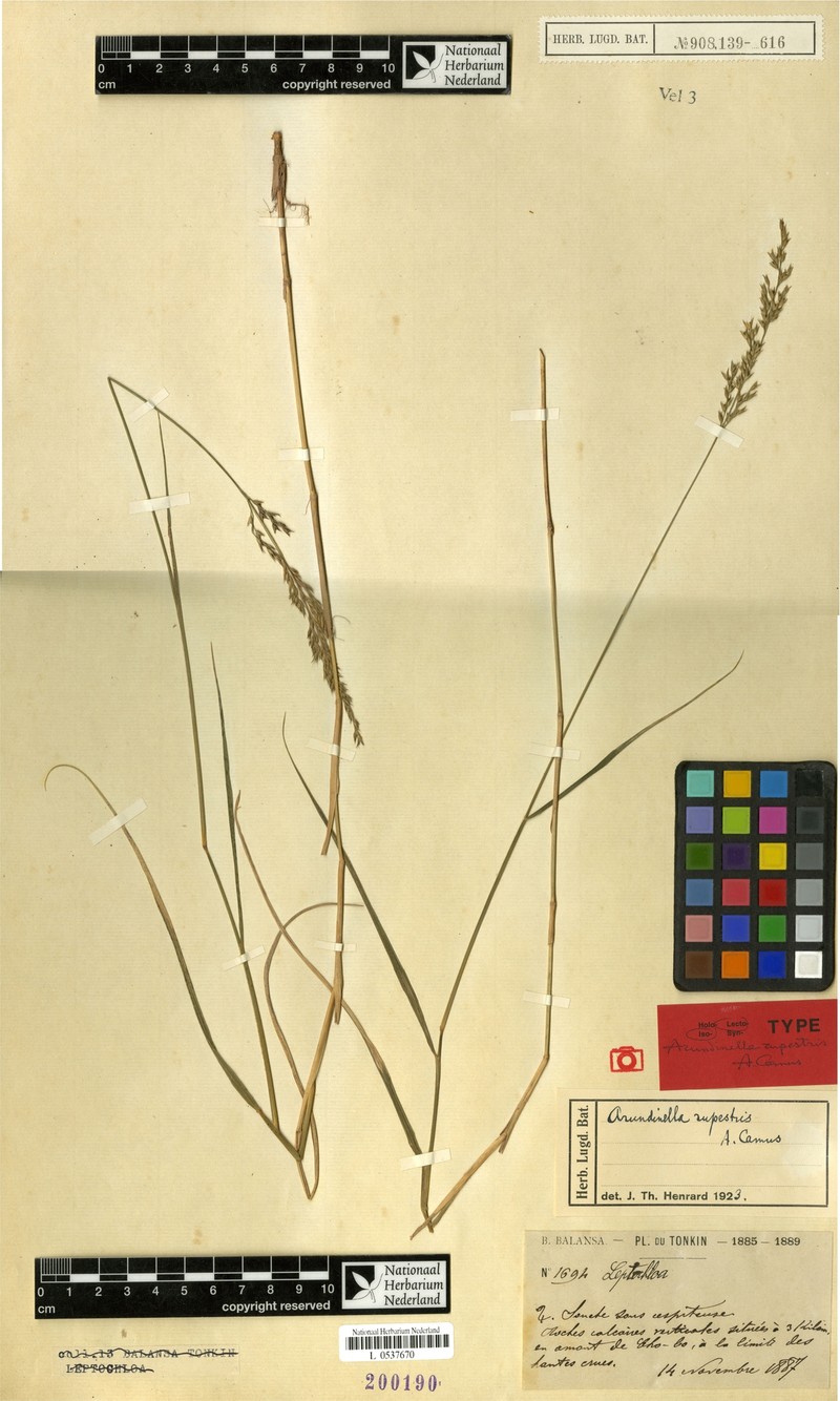 Arundinella rupestris