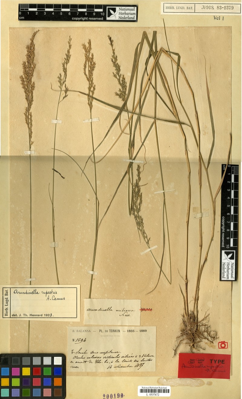 Arundinella rupestris photo 2