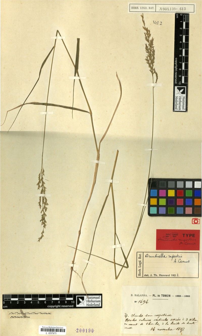 Arundinella rupestris photo 3