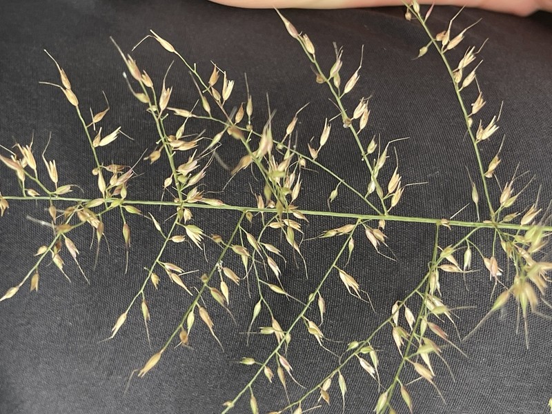 Arundinella setosa