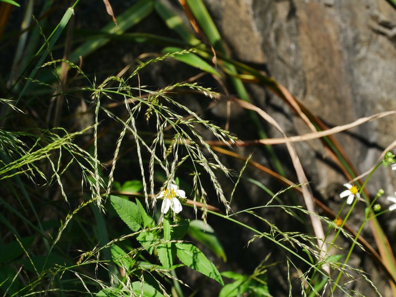 Arundinella setosa photo 4