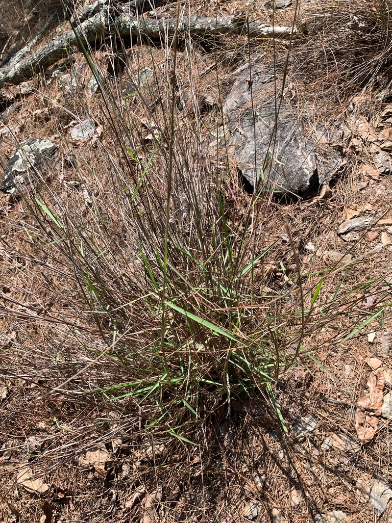 Arundinella setosa photo 6