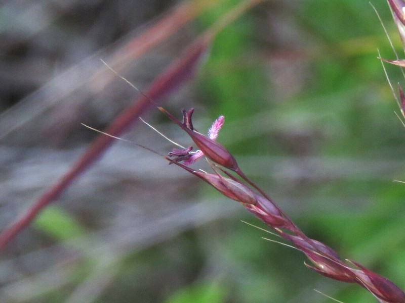 Arundinella setosa photo 8