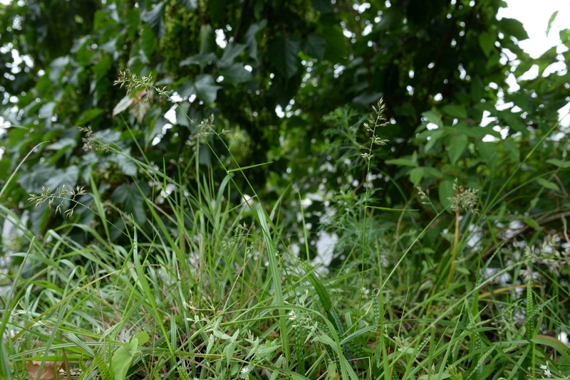 Arundinella taiwanica