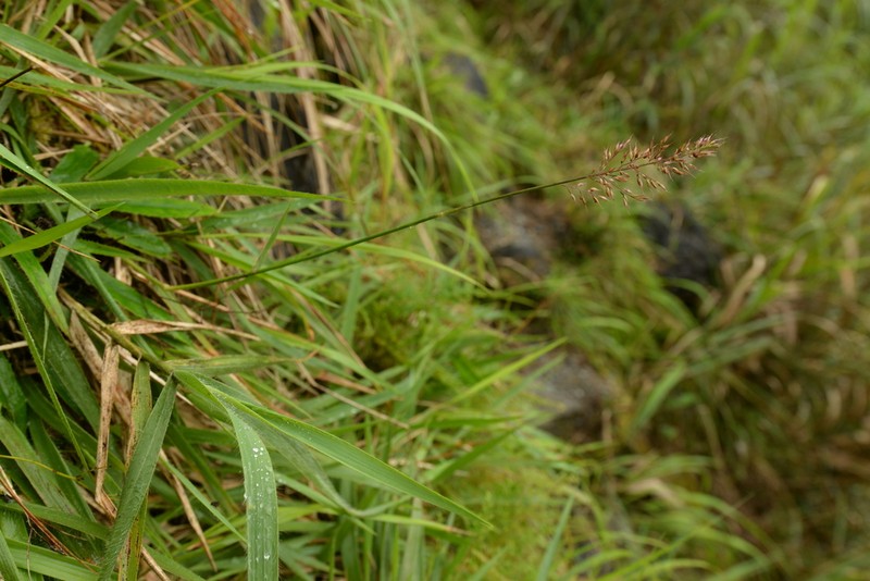 Arundinella taiwanica photo 2