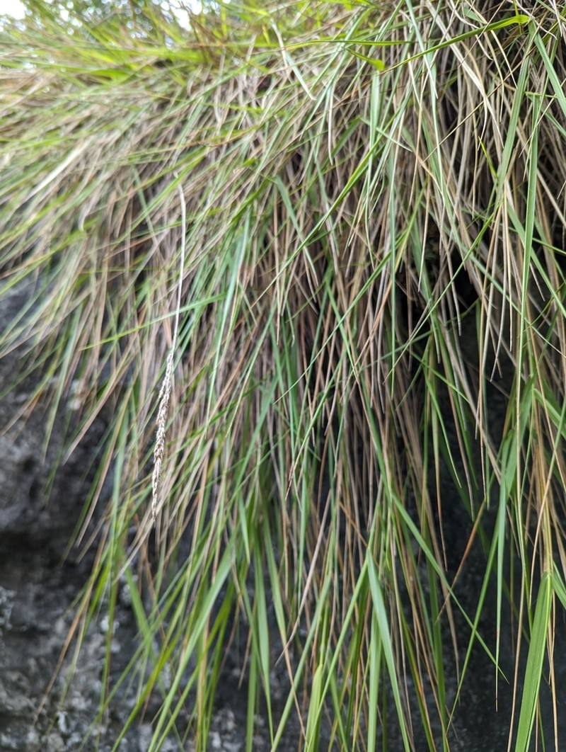 Arundinella taiwanica photo 3