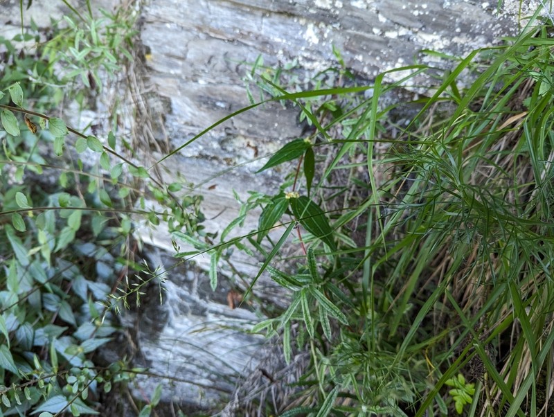Arundinella taiwanica photo 6