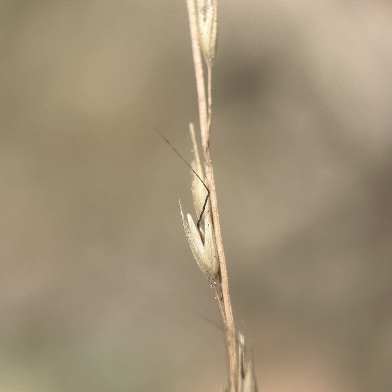 Arundinella tengchongensis photo 2