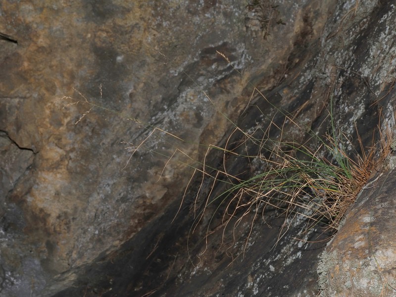 Arundinella tengchongensis photo 3